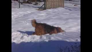 Funny Airedale Terrier [upl. by Oisangi672]