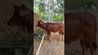 So adorable🐄🐂🐃australiancowcowloverscowgirlcowboycattlecutecowcowfarmcowsfunnycowcowgram [upl. by Alorac]