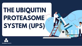 The UbiquitinProteasome System UPS​ [upl. by Hahsia259]