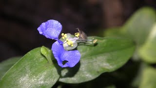 Growing Dayflower in Aquarium [upl. by Georgy437]