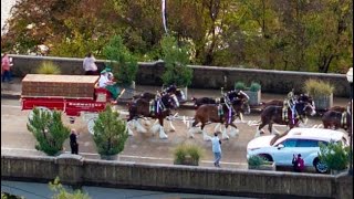 Budweiser Clydesdale on Tour in Knoxville Tennessee 2024 [upl. by Inneg]