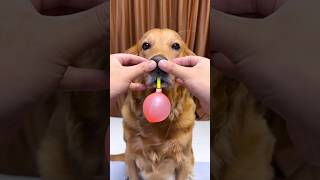 Dog ne Alisha ka balloon fulaya 🥰❤️🎈😂 shorts shortsfeed viralvideo trending ytshorts [upl. by Ardnuaet982]