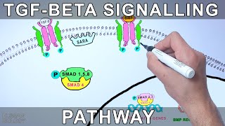 TGF Beta Signalling Pathway [upl. by Jonathan987]