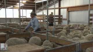 PGG Wrightson Stud Tour  Ep 25  Nine Mile Merinos [upl. by Ainezey]