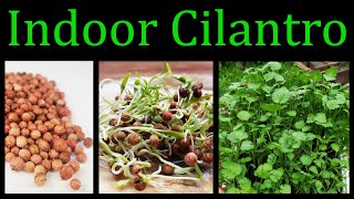 How To Grow Cilantro Coriander Indoors  The Definitive Guide [upl. by Havot929]