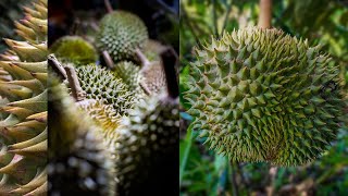 Durian farm [upl. by Pearse]