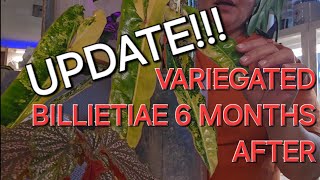 Variegated Philodendron Billietiae Update youtube youtubeshorts plants shortvideo [upl. by Fording]