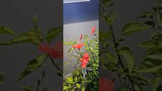 Indoor garden update garden [upl. by Netloc]