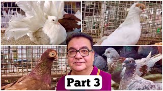 Creekwood Pigeon Loft Pune Part 3  Toy Breeds Fantail amp Other Fancy Pigeons [upl. by Nylodam469]