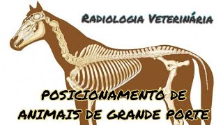 POSICIONAMENTO DE ANIMAIS DE GRANDE PORTE  RADIOLOGIA VETERINÁRIA [upl. by Airlia]