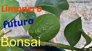 Limonero futuro bonsai 21062013 [upl. by Charron]