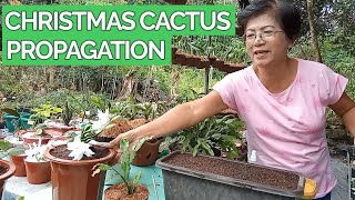 How to Propagate a Christmas Cactus Paano Mag Propagate ng Alembong [upl. by Ailati]