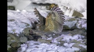 Blakistons Fish Owl Blakistons Eagle Owl [upl. by Alikat]