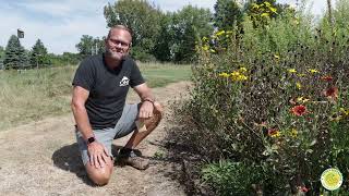 How to Collect Seeds from Native Plants  Coreopsis [upl. by Aixela]