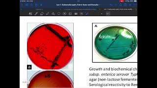 Microbiology Salmonella part 1 [upl. by Seward542]