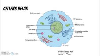 Cell organ vävnad [upl. by Lasiaf]