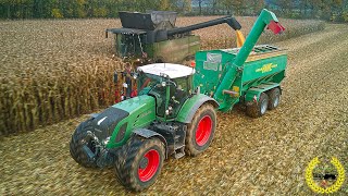 Mais Dreschen  Fendt 8410 P AL  Geringhoff Maispflückvorsatz  LU Baltic Agrar Service Kock [upl. by Wandis38]