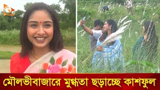 মৌলভীবাজারে মুগ্ধতা ছড়াচ্ছে কাশফুল  Nagorik TV [upl. by Oicapot845]