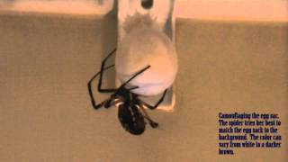 FULL LENGTH VIDEO of Argiope Aurantia Making Egg Sac [upl. by Kolosick]