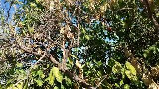 Citrus Tree Diseases Index Mesa AZ Warners Tree Surgery 4809698808 warnerstreesurgerycom [upl. by Whitson]