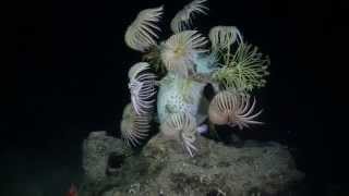 Deep Sea Crinoids at 1200 feet [upl. by Ahseer45]