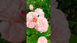 Most beautiful rose flowers  exhibition varieties rose garde rose satisfying gardening shorts [upl. by Idel]