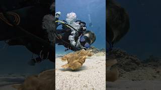 First ever walking FROGFISH selfie VIRALtrending marinelife fish frogfish ocean gopro fyp [upl. by Carmita]