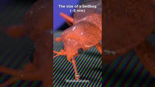 The size of a bedbug in perspective 🤯🛌🥱 [upl. by Gilligan]