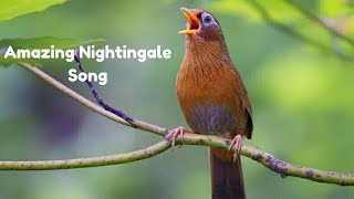 Best Nightingale Song  Amazing sounds  Youtube [upl. by Henson]