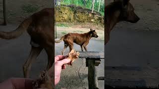 Sharing My Meal with Dogs in Bohol Philippines 🇵🇭 [upl. by Ibson229]