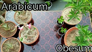 Difference between Arabicum and Obesum Adenium [upl. by Odarbil]