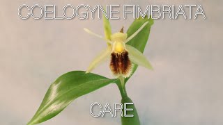 coelogynefimbriata orchidspecies Coelogyne fimbriata care [upl. by Natrav]