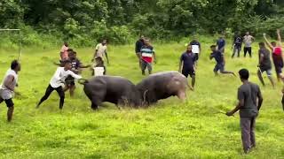 Bullfights Goa  Traditional Dhirio Sport [upl. by Lala]