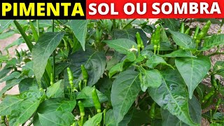 Pimenta gosta de sol ou sombra [upl. by Nowell]