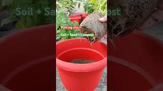 Repotting torenia 🌸 torenia winterflower flowers shorts plants ytshorts gardening [upl. by Akilak]