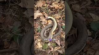 Zombie Snake facts science sciencefacts shorts viral [upl. by Aicillyhp]