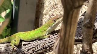 Green Anole  Anolis Carolinensis  Newport Beach California  on grape vines  sunny March morning [upl. by Nref]