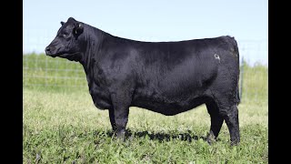 Willekes Angus NILE Heifer Lot 54 [upl. by Anora]