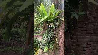 Singapore fort canning park relaxation singaporeliving expatliving sgnature [upl. by Azriel]