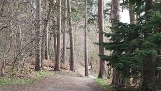 HiRes Slideshow of the Circular pathway in Delamere Forest in April [upl. by Hartmann]