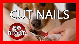 Cutting Dog Nails Perfect Every Time [upl. by Johnsson]