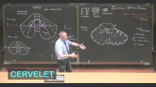 Anatomie du cervelet Neuroanatomie 5 [upl. by Arrais]