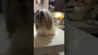 Mi Shih Tzu AYUDANDO en la Cocina [upl. by Lai]