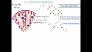 03la spermatogenèse [upl. by Noli546]