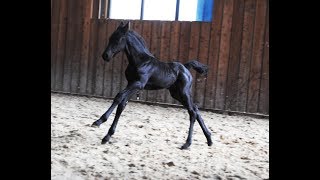 10 days old Friesian horse filly Jildou at the inside arena so cute [upl. by Anil]