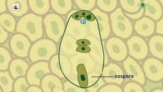 Chapter 2 Fertilization amp Changes after fertilization [upl. by Nart]