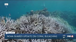 MOTE Marine Lab responding to coral bleaching [upl. by Ikeda]