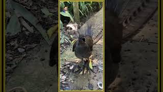 Lyrebird Mimicry Sounds You Won’t Believe  Oliver Hayden Lyrebird WildlifeShorts OliverHaydenquot [upl. by Augustus]