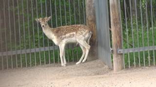 Injured deer at Marineland Canada [upl. by Dorina]