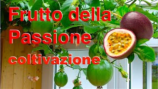 Frutto della passione coltivazione [upl. by Eagle459]